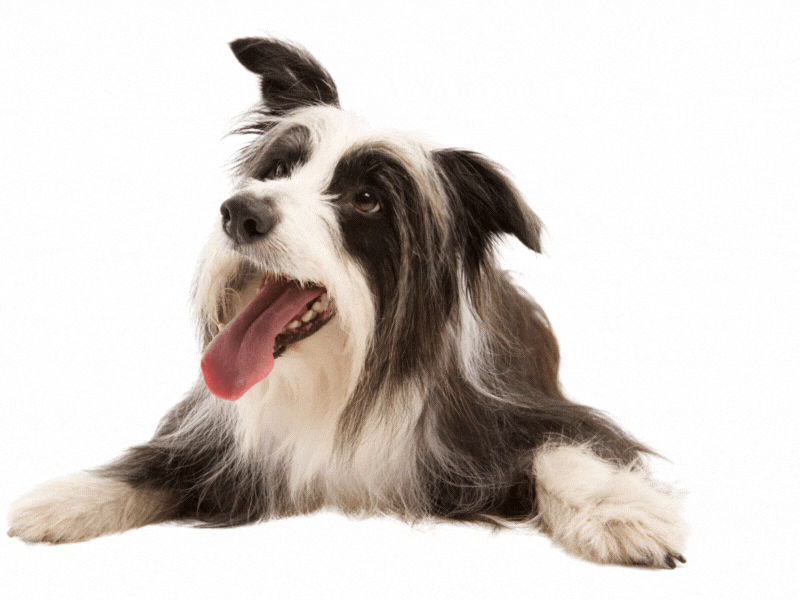 Individuelle Fellpflege-Beratung, Fellspaktakel